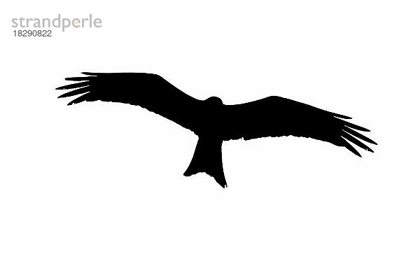 Silhouette eines auffliegenden Rotmilan (Milvus milvus) im Flug  umrissen auf weißem Hintergrund  um Flügel und Schwanzformen zu zeigen