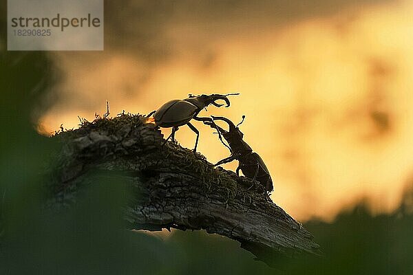 Zwei Hirschkäfer (Lucanus cervus) kämpfen  ringen mit großen Mandibeln  Kiefer  Silhouette gegen orangefarbenen Sonnenuntergangshimmel im Sommer