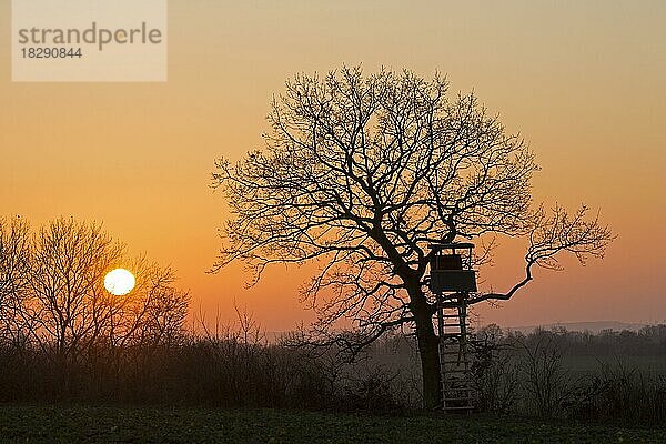 Hochsitz im Baum  Silhouette im Sonnenuntergang im Winter