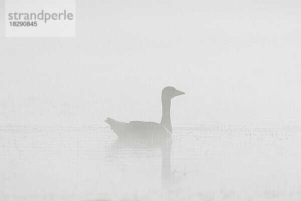 Silhouette einer Graugans (Anser anser)  die im See schwimmt  im dichten Frühnebel  Nebel