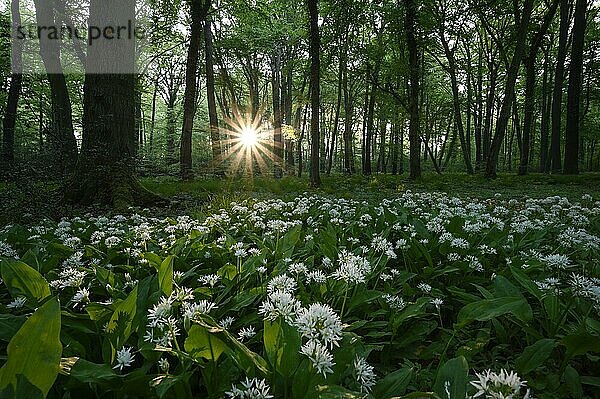 Bärlauch (Allium ursinum)  blühende Pflanzen  im Buchenwald  bei Sonnenaufgang  mit Sonnenstern  Gegenlicht  Bottrop  Ruhrgebiet  Nordrhein-Westfalen  Deutschland  Europa