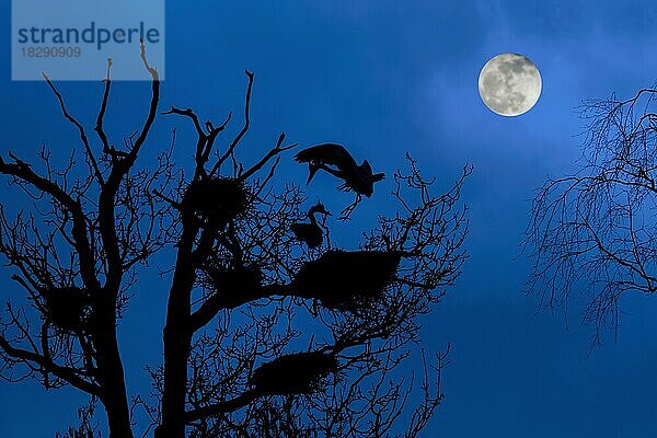 Graureiher (Ardea cinerea) bei der Landung auf dem Nest in einem Baum am Reiherhorst  Reiherhorst in der Nacht bei Vollmond im Frühjahr als Silhouette