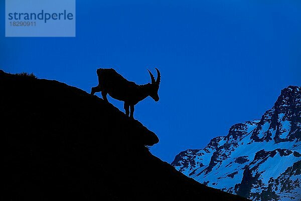 Alpensteinbock (Capra ibex)  Silhouette vor Berghintergrund bei Nacht  Alpen