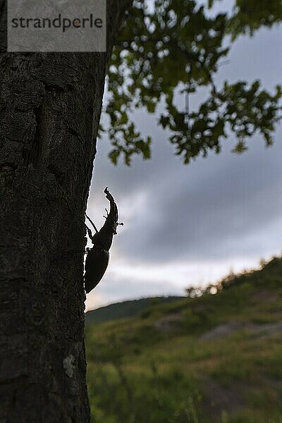 Hirschkäfer (Lucanus cervus)  Männchen mit großen Mandibeln  Kiefer kletternd über Eichenstamm entlang einer Wiese in der Sommerdämmerung