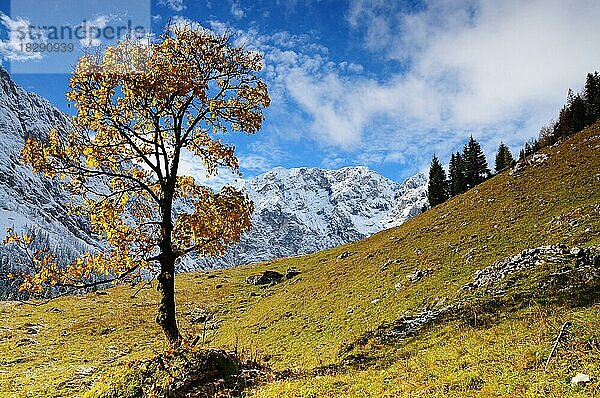 Bergahorn im ersten Schnee  Großen Ahornboden  Eng  Österreich  Europa