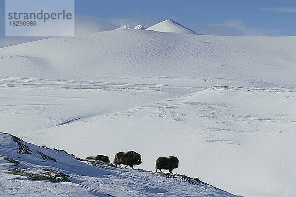 Drei Moschusochse (Ovibos moschatus) bei der Futtersuche in der schneebedeckten Tundra im Winter  Dovrefjell