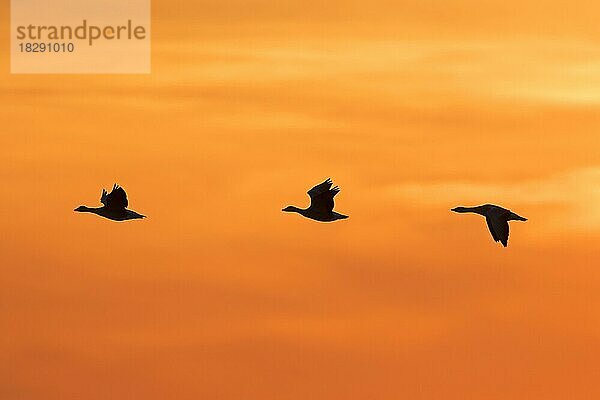 Schwarm ziehender Graugänse (Anser anser)  die gegen den orangefarbenen Himmel bei Sonnenuntergang und Sonnenaufgang fliegen  als Silhouette