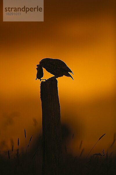 Steinkauz (Athene noctua) mit gefangener Mausbeute auf einem Zaunpfahl auf einer Wiese im Schatten des Sonnenuntergangs