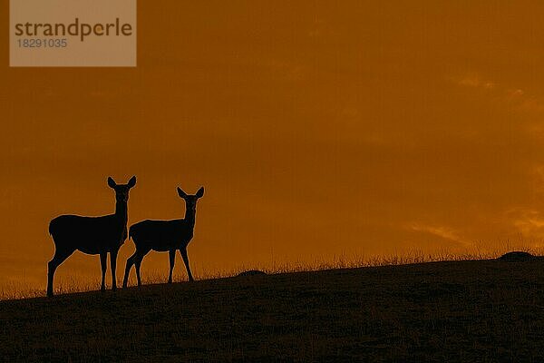 Rothirsch (Cervus elaphus)  weiblich mit Jungtier  Silhouette vor orangefarbenem Himmel bei Sonnenuntergang