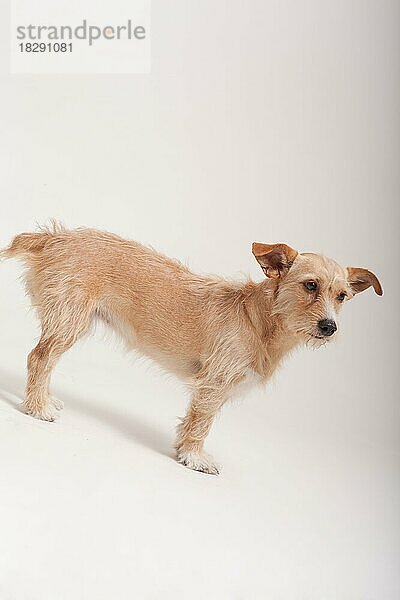 Golden Terrier Hund seitlich stehend mit einem wachsamen Ausdruck über einen weißen Hintergrund