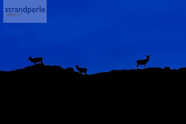 Drei Rothirsch (Cervus elaphus) in Silhouette gegen den Nachthimmel auf einem Hügel in den schottischen Highlands  Schottland  Großbritannien  Europa