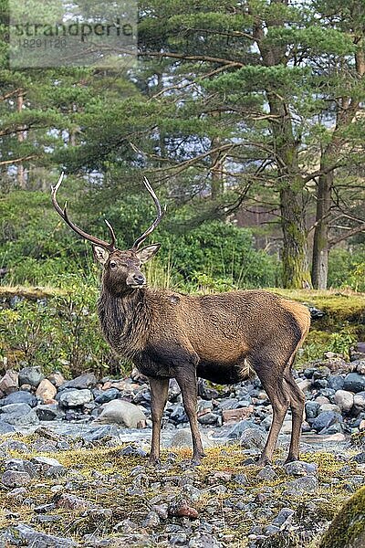 Rothirsch (Cervus elaphus)  Männchen  am Flussufer im Winter in den schottischen Highlands  Schottland  UK