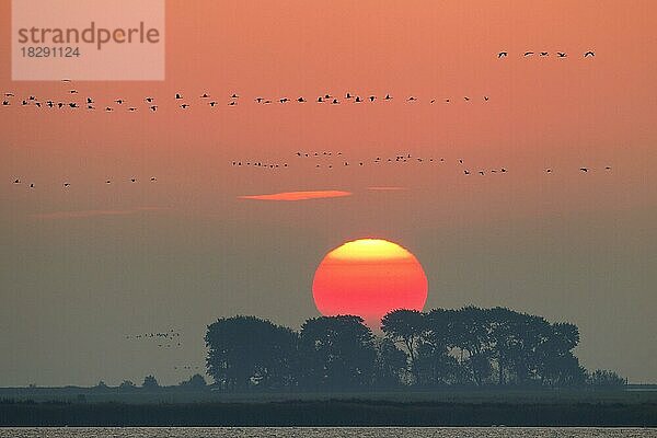 Kranich (Grus grus)  Kranichschwarm im Flug  Silhouette im Sonnenaufgang  Nationalpark Vorpommersches Haff  Mecklenburg-Vorpommern  Deutschland  Europa