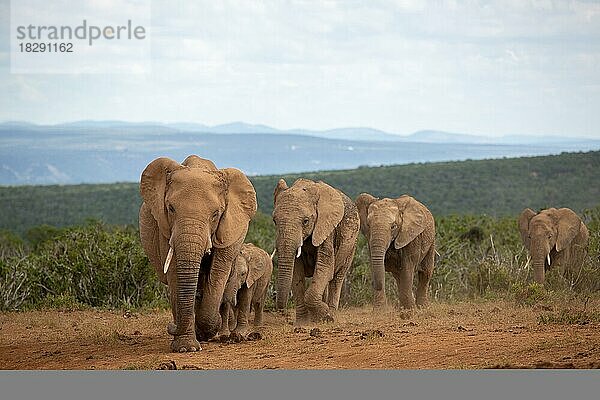 Elefanten (loxodonta africana)  Herde  Savanne  Addo Elephantpark  Südafrika