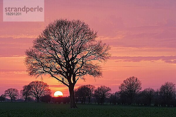 Stieleiche (Quercus robur)  Stieleiche  Traubeneiche  Stieleiche auf einer Wiese im Schatten des Sonnenuntergangs  Schleswig-Holstein  Deutschland  Europa