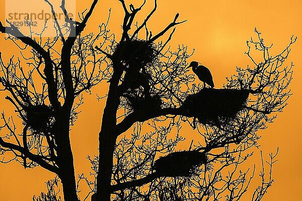 Graureiher (Ardea cinerea) auf einem Nest in einem Baum am Reiherhorst  Reiherhorst mit Silhouette gegen den orangefarbenen Himmel bei Sonnenuntergang im Frühling