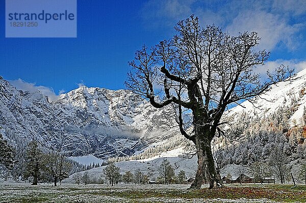 Blick auf die Alpe Eng  Ahornboden  Karwendelgebirge  Österreich  Europa