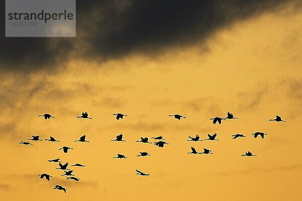 Kranichschwarm  Grauer Kranich (Grus grus)  fliegt bei Sonnenuntergang während des Zuges  Silhouette vor orangefarbenem Himmel