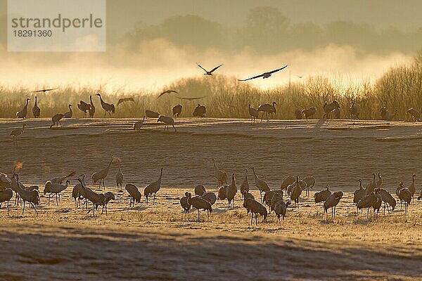 Kranich (Grus grus)  Kranichschwarm fliegt in der Morgendämmerung zur Rast am Hornborga-See  Hornborgasjön im Frühling  Västergötland  Schweden  Europa