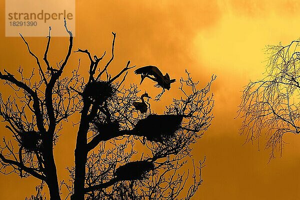 Graureiher (Ardea cinerea) bei der Landung auf dem Nest in einem Baum am Reiherhorst  Reiherhorst als Silhouette gegen den orangefarbenen Himmel bei Sonnenuntergang im Frühling