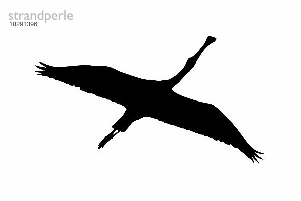 Silhouette des Eurasischen Löffelreiher (Platalea leucorodia) im Flug  umrissen auf weißem Hintergrund  um Flügel  Kopf und Schwanzformen zu zeigen