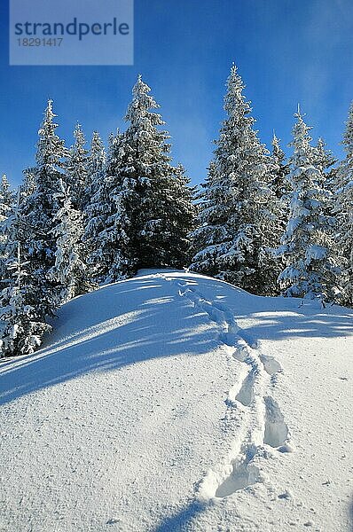 Bergwald im Winter  Fußspuren im Schnee  Laber  Oberammergau  Oberbayern  Bayern  Deutschland  Europa