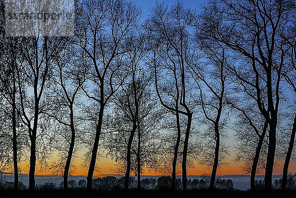 Pappeln mit Silhouetten von verdrehten Stämmen und kahlen Ästen entlang des Damme-Kanals bei Sonnenuntergang im Herbst in Damme  Westflandern  Belgien  Europa