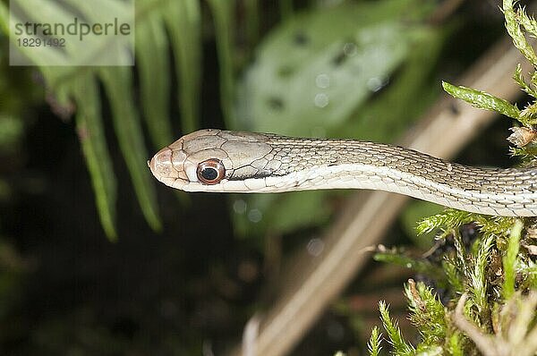 Östliche Bändernatter (Thamnophis sauritus) sackenii  grüne Phase  heimisch von Florida nördlich bis South Carolina