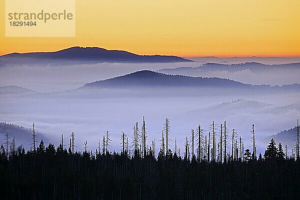 Blick vom Berg Lusen über den nebelverhangenen Bayerischen Wald bei Sonnenaufgang  Nationalpark Bayerischer Wald  Bayern  Deutschland  Europa