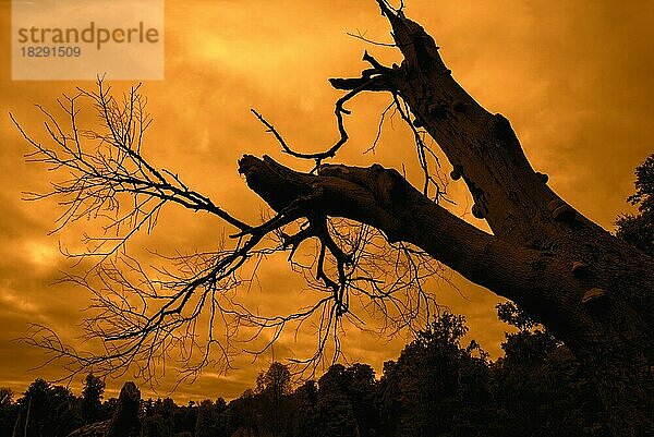 Spooky Wald zeigt gruselig Zweige und Stamm des toten Baumes Silhouette gegen orange Sonnenuntergang Himmel