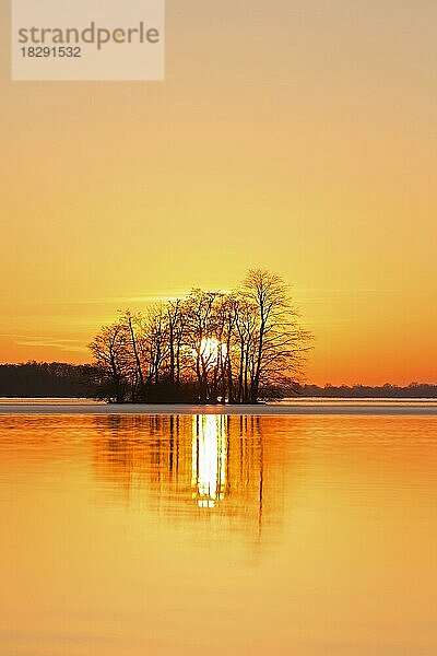 Großer Plöner See  Großer Plöner See  Plöner See  Großer Ploener See mit Baumsilhouette im Sonnenuntergang im Winter  Schleswig-Holstein  Deutschland  Europa