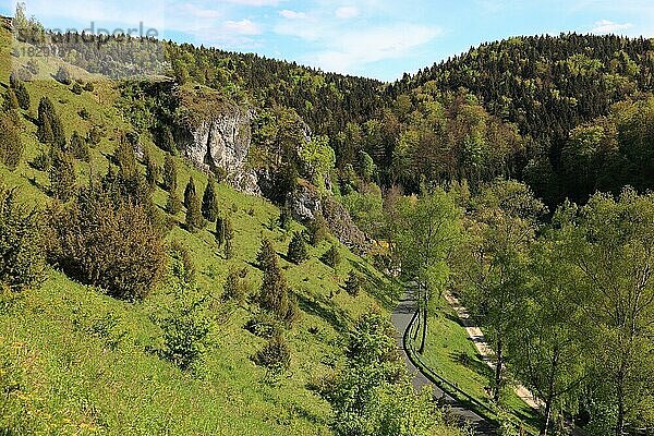 Magerrasen und Wacholderheide  Landschaft am Kleinziegenfelder Tal  Naturschutzgebiet  Weismain  Landkreis Lichtenfels  Oberfranken  Bayern  Deutschland  Europa