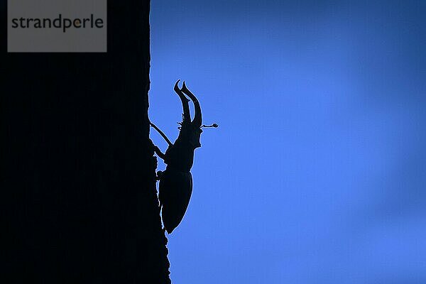 Hirschkäfer (Lucanus cervus)  Männchen mit großen Mandibeln  Kiefer kletternd über Eichenstamm  Silhouette in der Abenddämmerung im Sommer