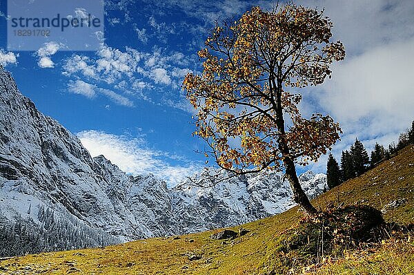 Bergahorn im ersten Schnee  Großen Ahornboden  Eng  Österreich  Europa