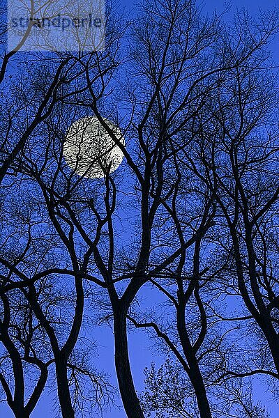 Gruseliges Bild  das den Vollmond hinter verbogenen Baumstämmen mit kahlen Ästen von Pappeln zeigt  die sich gegen den blauen Nachthimmel im Herbst abheben
