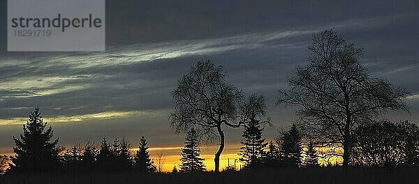 Silhouetten von Bäumen bei Sonnenuntergang im Herbst im Hohen Venn  Hohes Venn in den Ardennen  Belgien  Europa