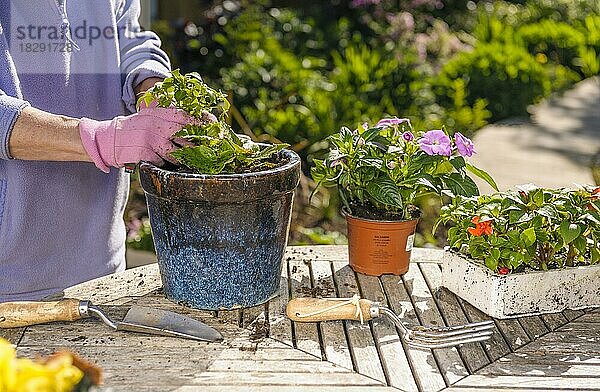 Ältere Frau pflanzt Sommerbeetpflanzen in Töpfe