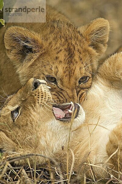 Kopfschuss von zwei miteinander spielenden Löwenjungen in der Masai Mara  Kenia  Afrika