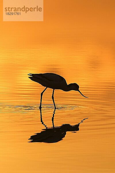 Schwarzkopfiger Säbelschnäbler (Recurvirostra avosetta) bei der Nahrungssuche im flachen Wasser und bei Sonnenuntergang als Silhouette