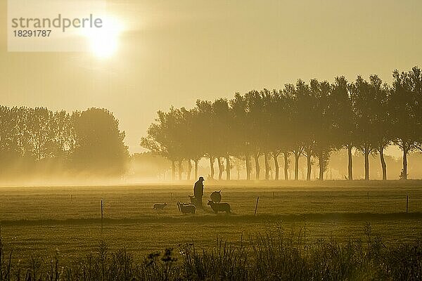 Hirte  Bauer mit Schafen auf einer Wiese im Frühnebel  Silhouette gegen Sonnenaufgang  Gelderland  Niederlande  Europa