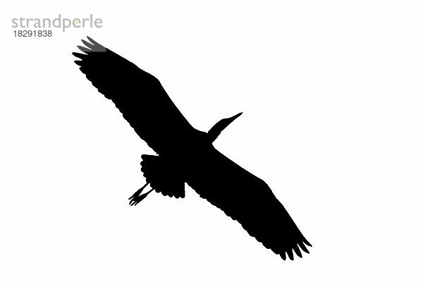 Silhouette eines Graureiher (Ardea cinerea)  Graureiher im Flug  umrissen vor weißem Hintergrund  um Flügel  Kopf- und Schwanzformen zu zeigen