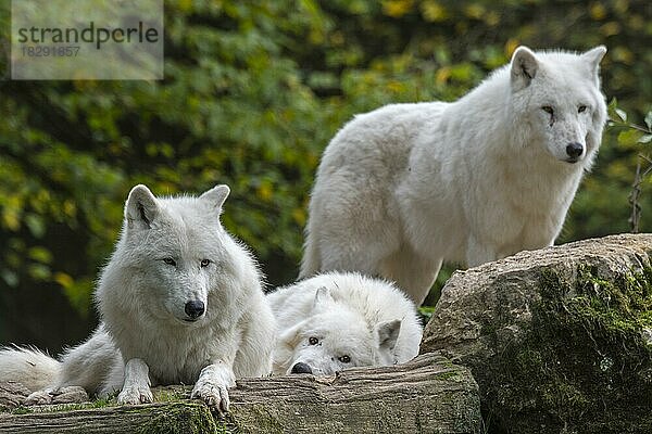 Drei Polarwölfe (Canis lupus arctos)  weiße Wölfe  Polarwölfe Mitglieder eines Wolfsrudels  Vorkommen in der hocharktischen Tundra Kanadas