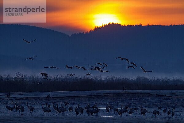 Kranich (Grus grus)  Kranichschwarm fliegt in der Morgendämmerung zur Rast am Hornborga-See  Hornborgasjön im Frühling  Västergötland  Schweden  Europa