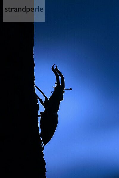 Hirschkäfer (Lucanus cervus)  Männchen mit großen Mandibeln  Kiefer kletternd über Eichenstamm  Silhouette in der Abenddämmerung im Sommer