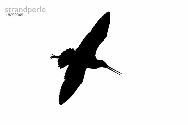 Silhouette einer Uferschnepfe (Limosa limosa) im Flug  umrissen auf weißem Hintergrund  um die Form von Flügeln  Kopf und Schwanz zu zeigen