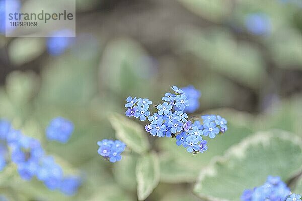 Brunnera Hadspen Creme