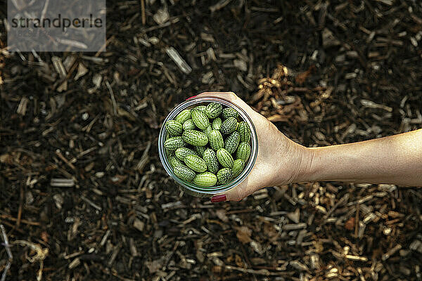 Hand of woman holding jar of freshly picked cucamelons (Melothria scabra)