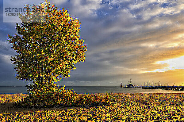 Polen  Pommern  Sopot  Einsamer Herbstbaum  der bei bewölktem Sonnenaufgang am Strand wächst