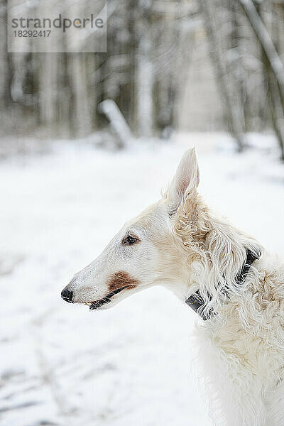 Weißer Windhund im Winterpark