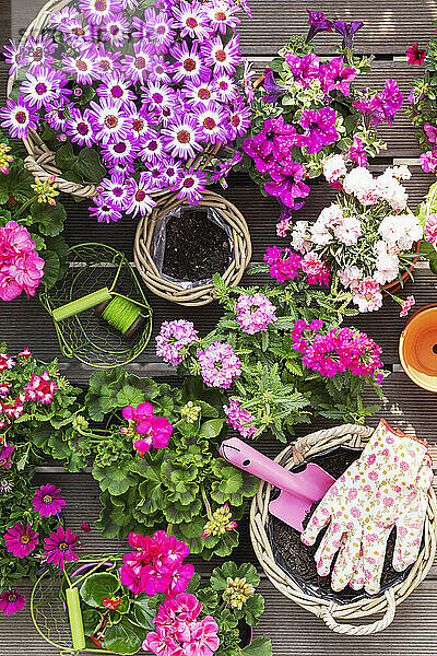 Various pink summer flowers cultivated in wicker baskets and terracotta flower pots